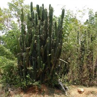 Cereus repandus (L.) Mill.